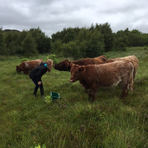 iona cows Wilderculture cattle
