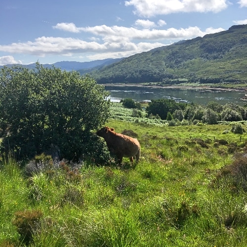 Cow 2 Wilder Carna