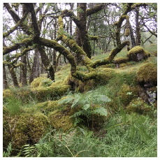 atlantic oak