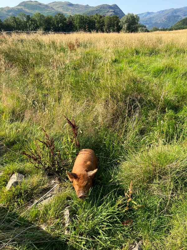 Pig 800 Wilderculture