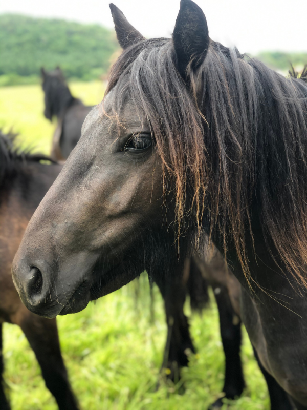 Pony 800 Wilderculture