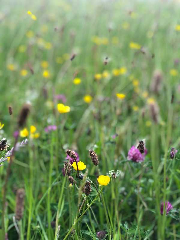 Wild flowers Wilderculture