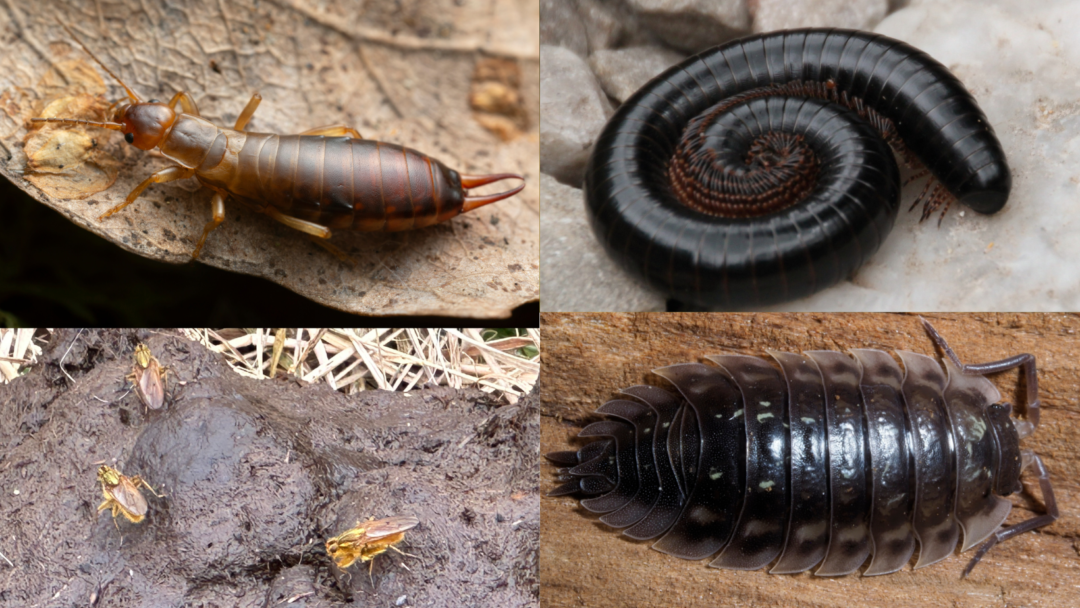 Dumding Insect Getting Excited about Dung Beetles – Wilderculture