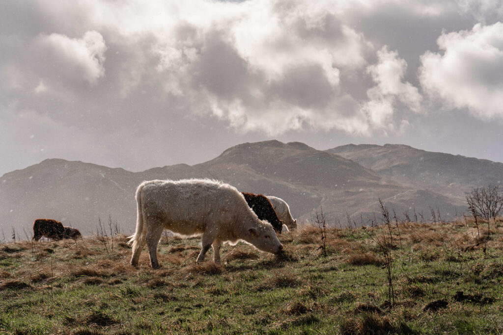 Regenerative grazing in the uplands