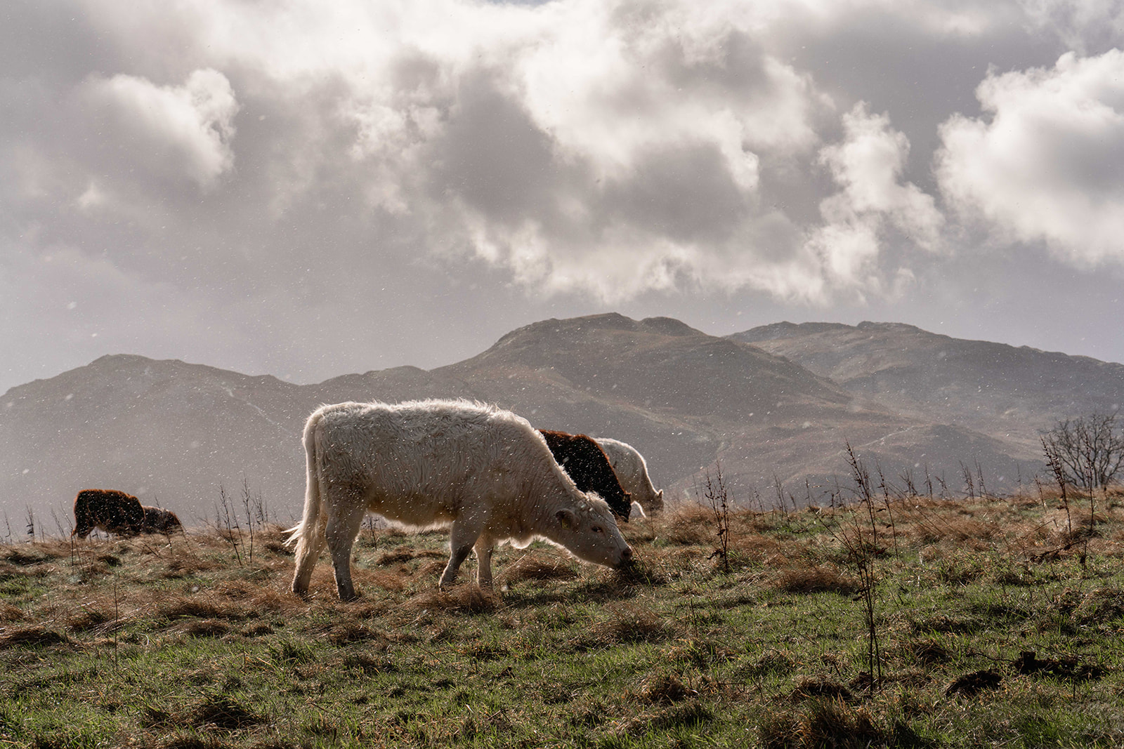 Wilder Climate