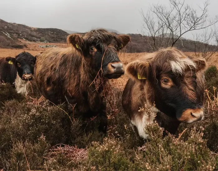 Why Intergration Matters