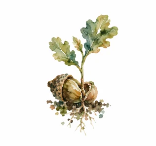 Watercolour acorn with a young oak shoot rising