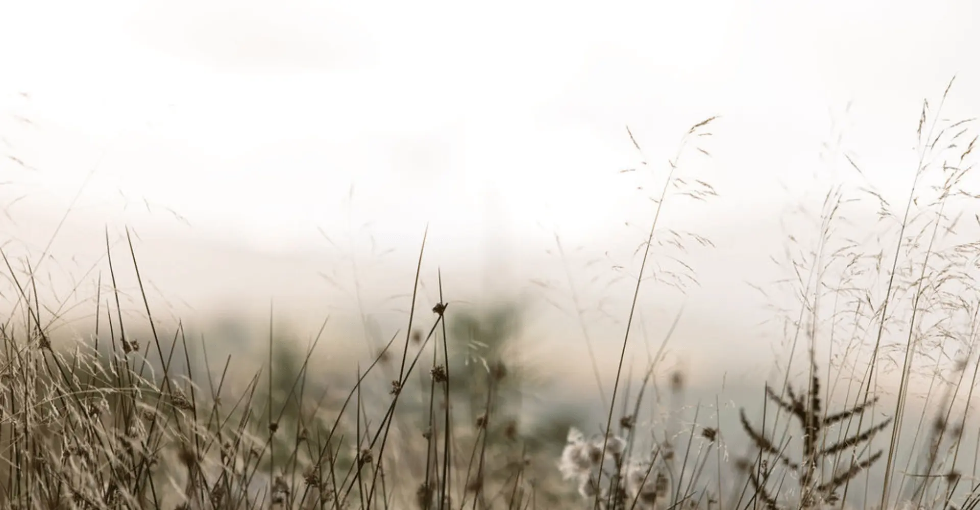 Wildflowers moving in an upland meadow, a still from the From Farms to Bioregions film