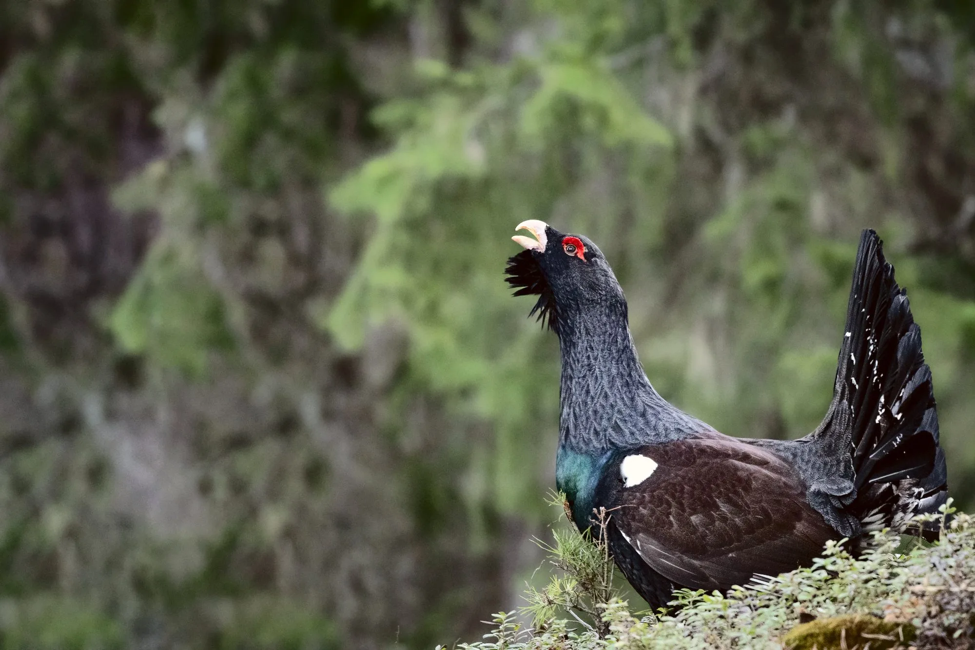 A male capercaillie calling from the forest floor, pinewood soft behind